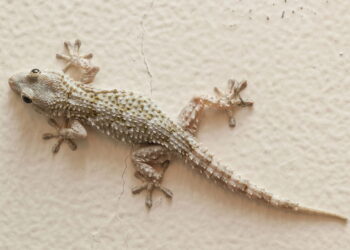 As plantas que afastam lagartixas naturalmente da sua casa