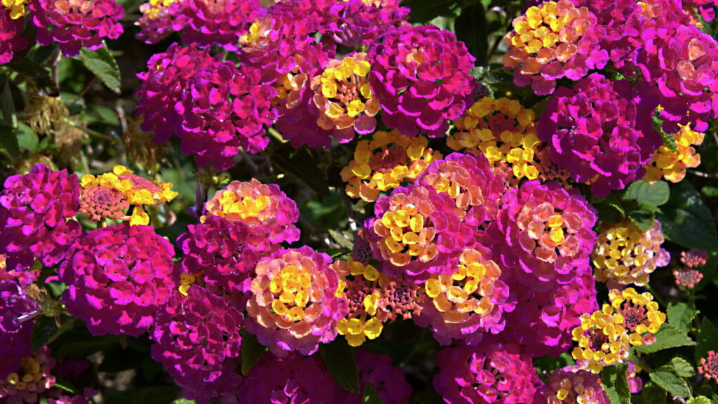 Nem rosa, nem violeta: as flores que vão transformar seu jardim em setembro e atrair beija-flores