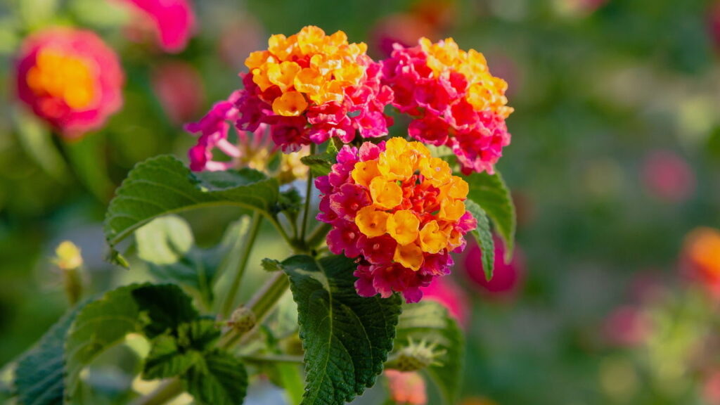 Plantas que você deve remover do seu jardim poque são irresistíveis para os mosquitos