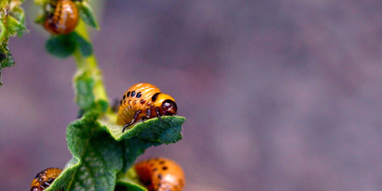 Como o clima de agosto e setembro favorece o surgimento de pragas