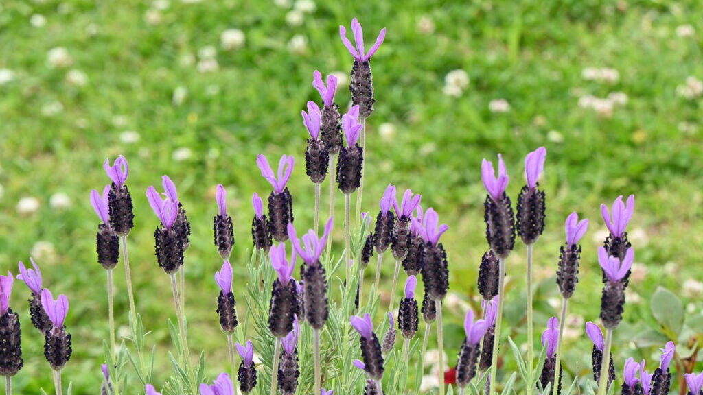 A planta que espanta mariposas quando colocada na janela