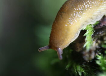 Nem caracóis, nem lemas: o truque natural que realmente funciona no jardim