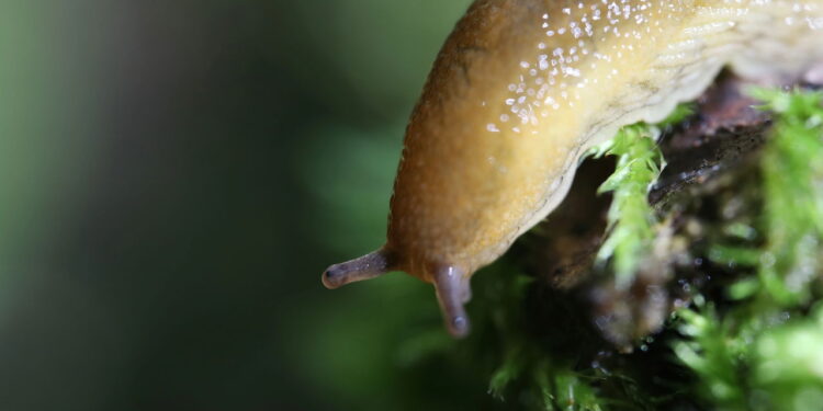 Nem caracóis, nem lemas: o truque natural que realmente funciona no jardim