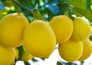 Como plantar limão em casa e colher o ano todo