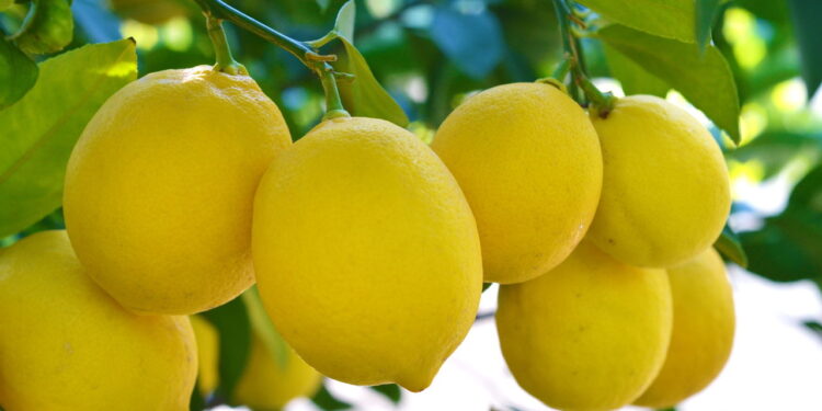 Como plantar limão em casa e colher o ano todo