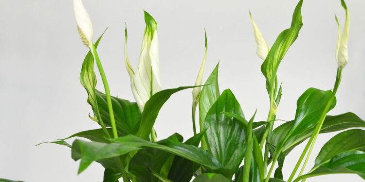 O erro mais comum que impede o lírio-da-paz de florir e a dica prática que ajuda a planta voltar a dar flores