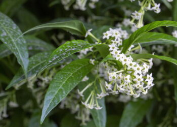 Algumas plantas comuns ajudam a acalmar a mente, aliviar o estresse e melhorar o bem-estar