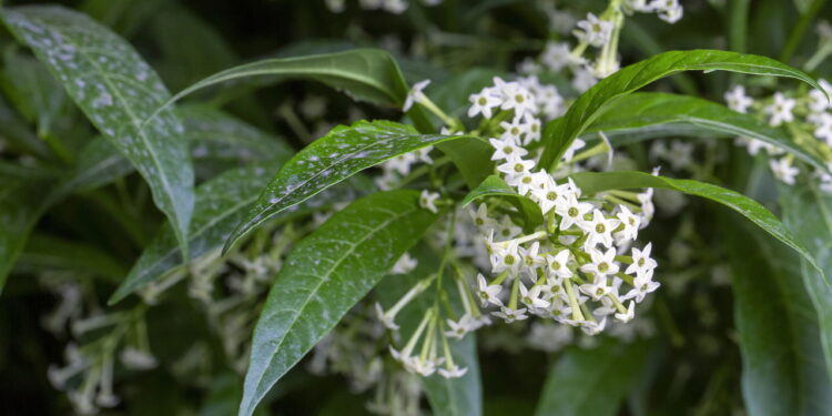 Algumas plantas comuns ajudam a acalmar a mente, aliviar o estresse e melhorar o bem-estar