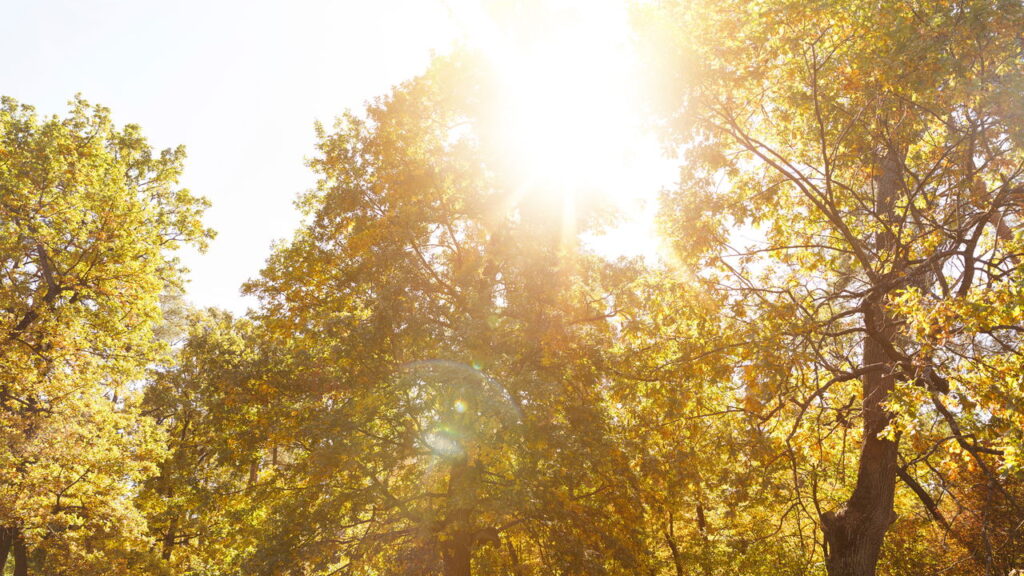 Como acabar com os cupins em casa usando apenas soluções naturais