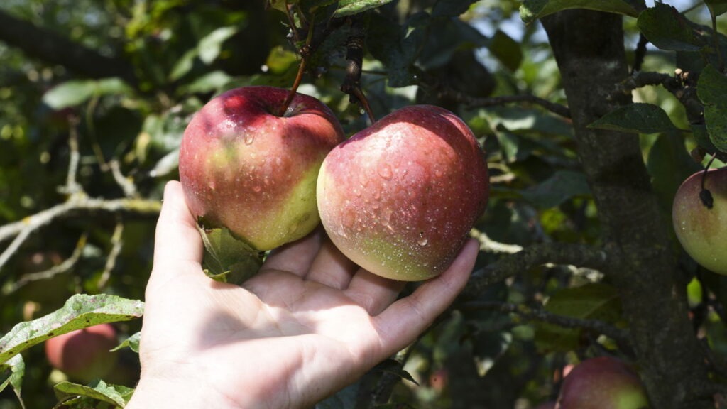 3 frutas orgânicas que crescem em ciclos anuais previsíveis