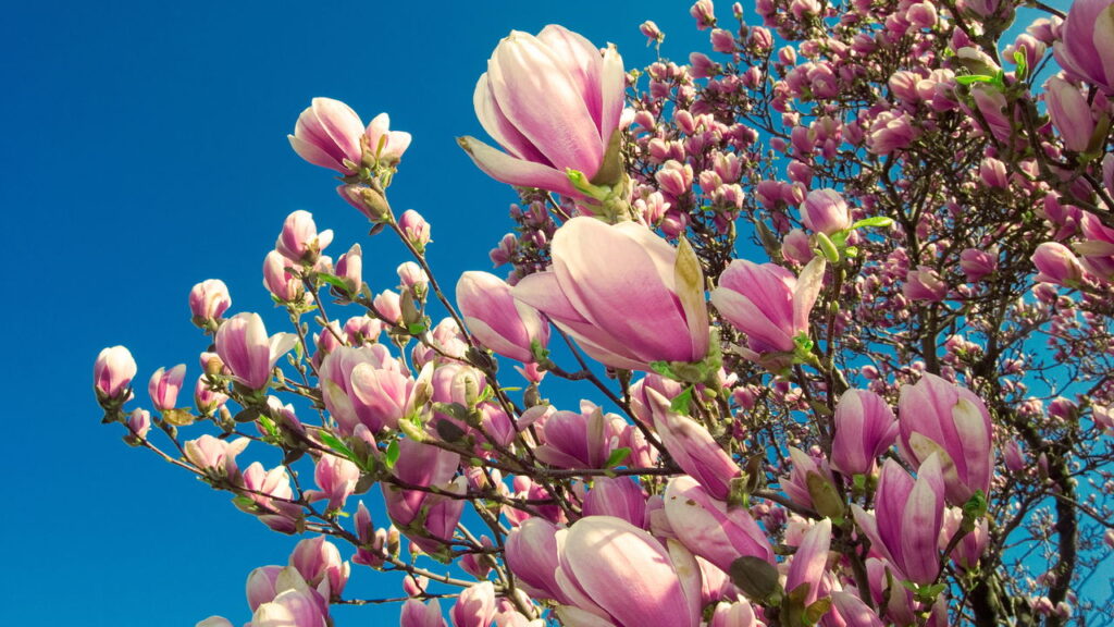 A planta que é o calmante natural mais potente da fitoterapia