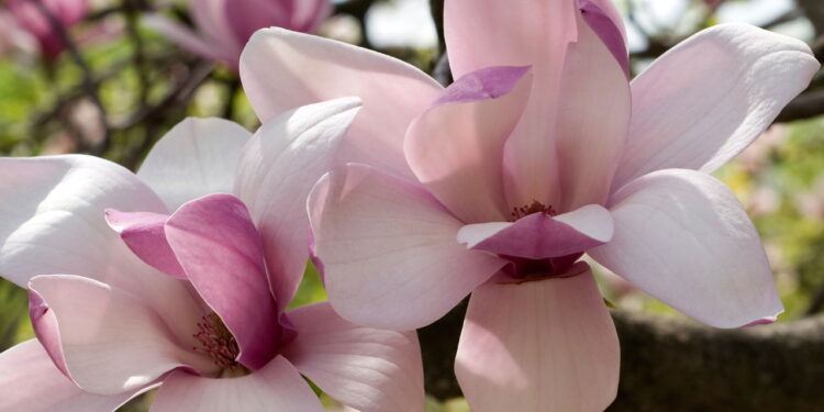 Flor de beleza única e fragrância marcante encanta os jardineiros