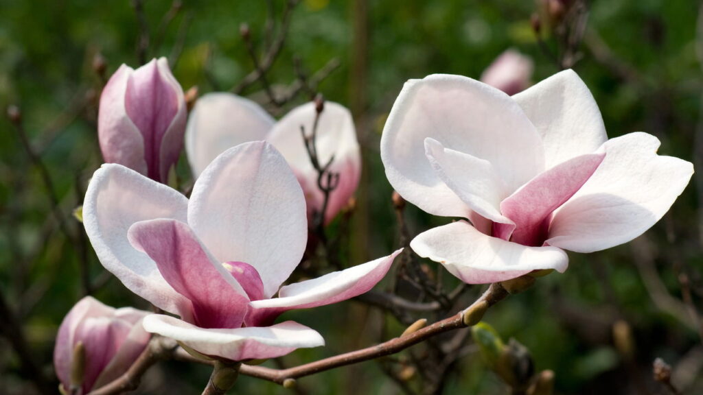 Flor de beleza única e fragrância marcante encanta os jardineiros