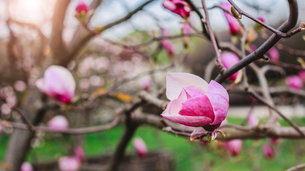 Flor de beleza única e fragrância marcante encanta os jardineiros
