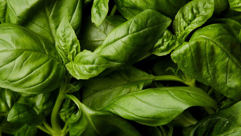 Planta que as moscas odeiam e você pode cultivar facilmente na janela de casa