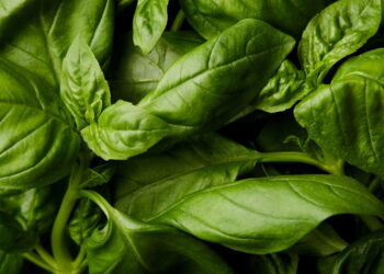 Planta que as moscas odeiam e você pode cultivar facilmente na janela de casa