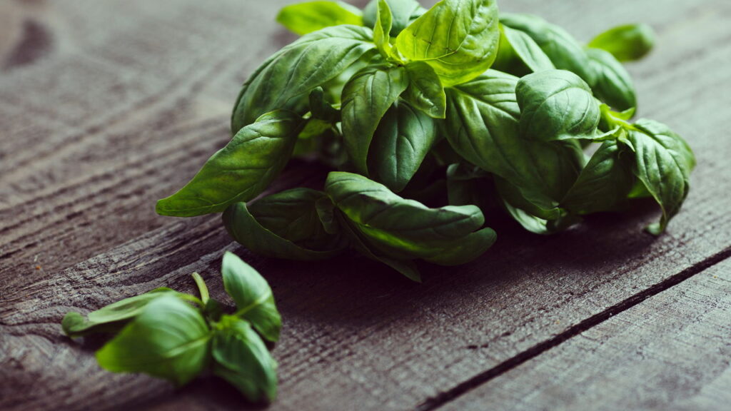 Três plantas que repelem formigas da cozinha sem veneno