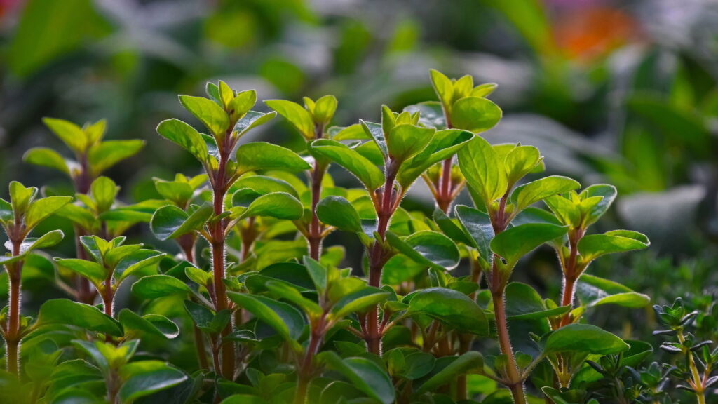 Essa erva aromática pode aliviar dores e ainda reduzir o estresse