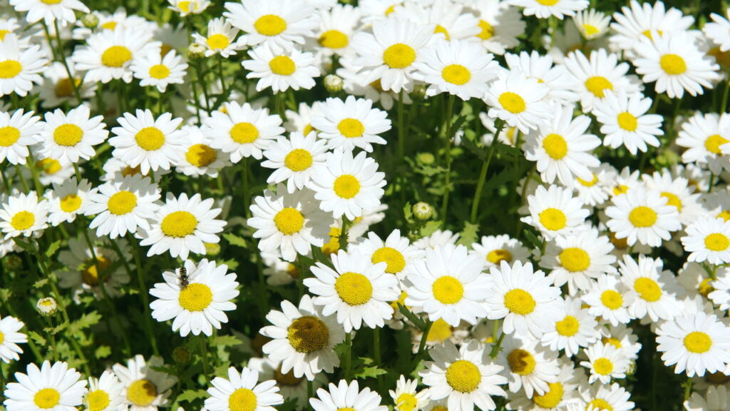 A flor ideal para cada signo que conquista corações com um gesto