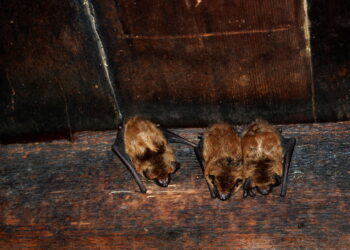 Como lidar com morcegos que se escondem debaixo do telhado em 10 minutos