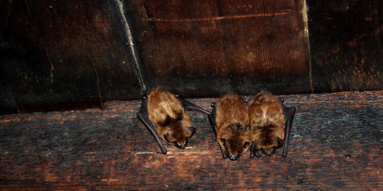 Como lidar com morcegos que se escondem debaixo do telhado em 10 minutos