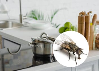 Plantas que afastam moscas e mantêm sua cozinha limpa