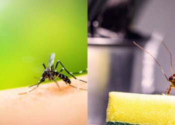 Plantas que afastam mosquitos e baratas ao mesmo tempo