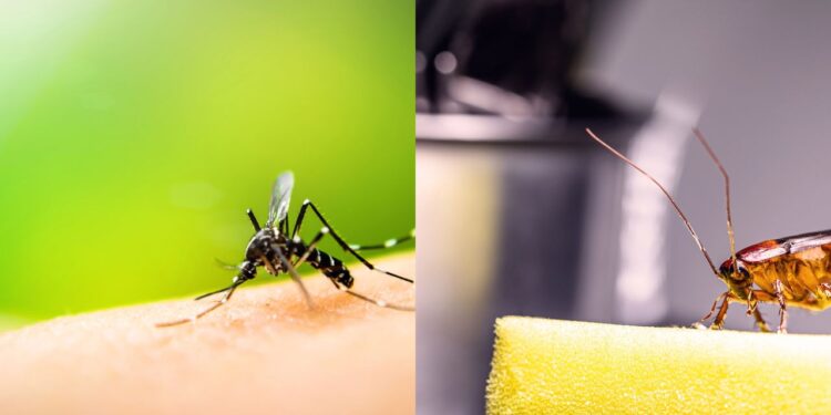 Plantas que afastam mosquitos e baratas ao mesmo tempo