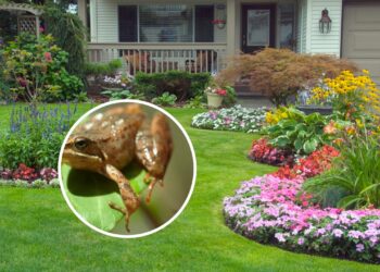 A planta que dizem espantar sapos, mas a verdade vai te surpreender