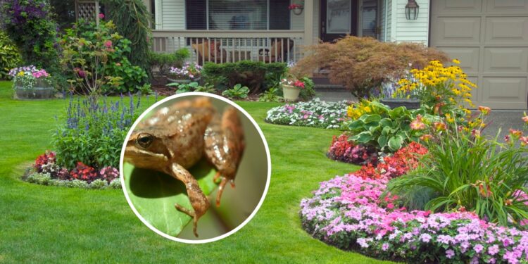 A planta que dizem espantar sapos, mas a verdade vai te surpreender