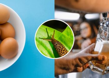 Armadilha atrativa que elimina pragas sem afetar outras espécies