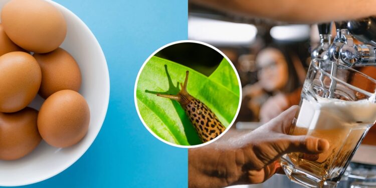 Armadilha atrativa que elimina pragas sem afetar outras espécies