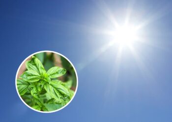 As plantas que adoram sol e crescem muito mais rápido