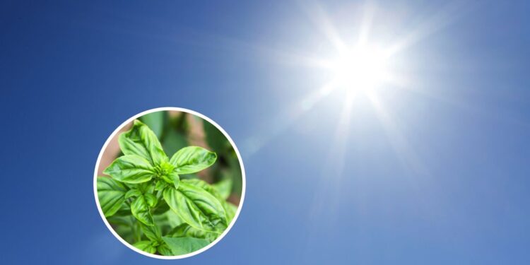 As plantas que adoram sol e crescem muito mais rápido