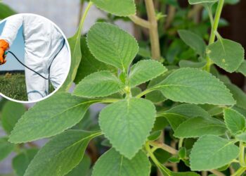 Alternativa ecológica substituindo produtos químicos agressivos