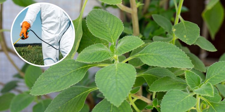 Alternativa ecológica substituindo produtos químicos agressivos