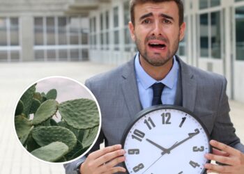 Plantas fáceis de cuidar para quem não tem tempo