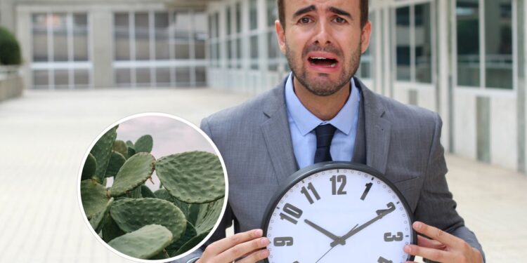 Plantas fáceis de cuidar para quem não tem tempo