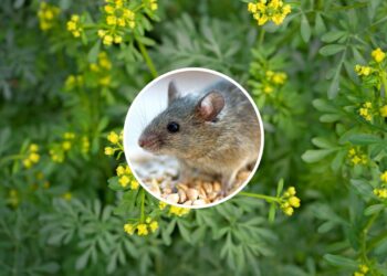 As 3 plantas mais poderosas para manter os ratos longe da sua casa