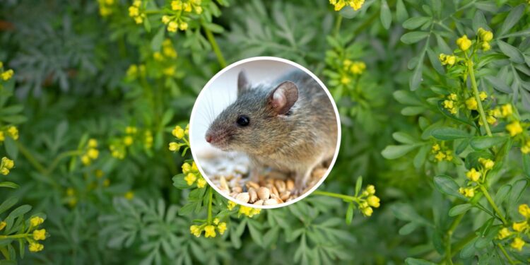 As 3 plantas mais poderosas para manter os ratos longe da sua casa