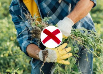 O item de cozinha que elimina ervas daninhas melhor que sal e vinagre