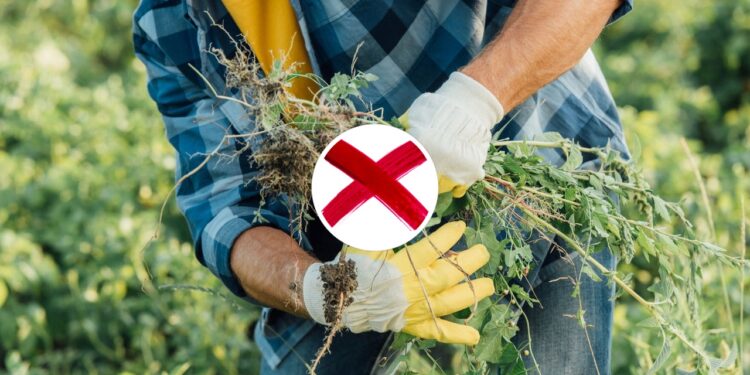 O item de cozinha que elimina ervas daninhas melhor que sal e vinagre