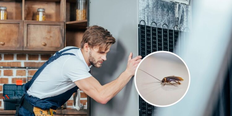 Como evitar que baratas se escondam atrás da geladeira