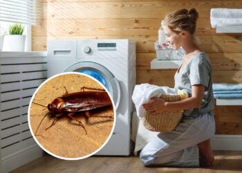 Como impedir que baratas entrem na máquina de lavar roupa