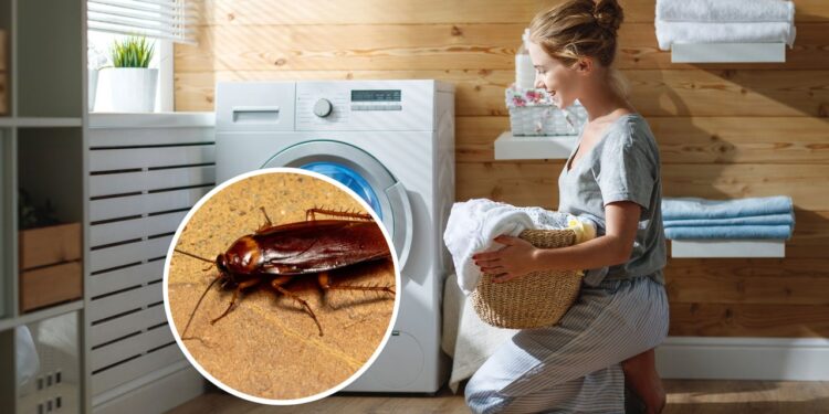 Como impedir que baratas entrem na máquina de lavar roupa