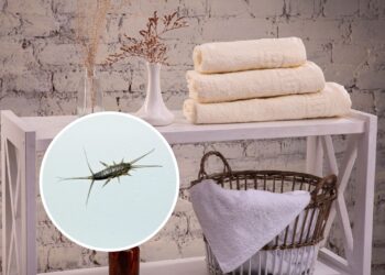 Como se livrar das traças que atacam toalhas no banheiro