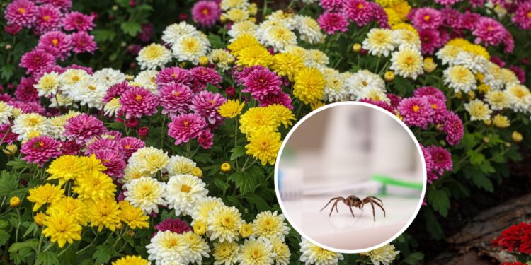 Plantas que afastam aranhas sem precisar de produtos químicos