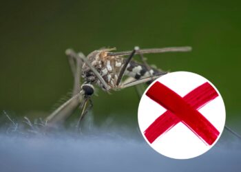 Essa planta tem afastado insetos de muitas casas