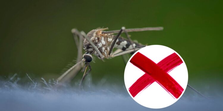 Essa planta tem afastado insetos de muitas casas