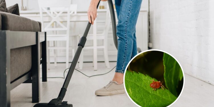 Como eliminar os ácaros escondidos no aspirador de pó de forma eficaz